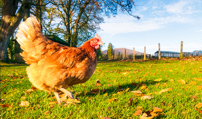 What to do if your flock catches Avian Flu