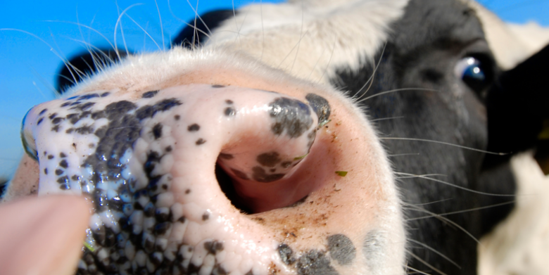 Bluetongue Rules - What They Actually - Mean for Fallen Stock Collection